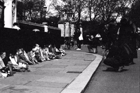 Flowers at the gates, Buckingham Palace, London, 9-10 April 2021. Taken on the Canon EF with a Tamron 17 mm f./3.5 lens on Eastman Double-X film.