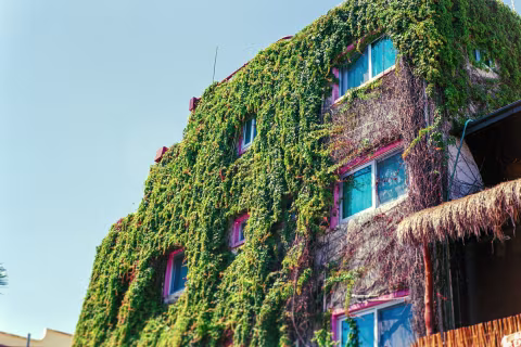 Vine overgrowth on a building in Play Del Carmen, Mexico. Canon SureShot A-1 |  32mm f/3.5 | Kodak Ultramax 400.