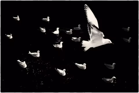 Large image.