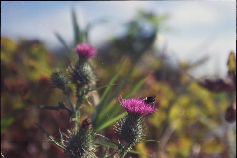 Olympus L-10 bokeh with Portra 800.