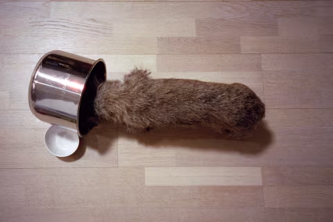 February 2021. Norah is cleaning up the pot with fresh rice.