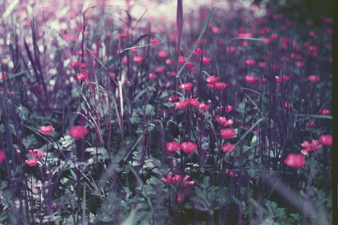 Lomography Lomochrome Purple.