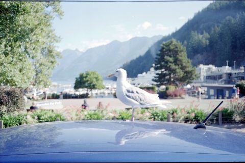 If you’re viewing this page on a large screen, you’ll notice that the seagull is slightly out-of-focus. The reflective surface of the car may have confused my Olympus Infinity Stylus’ autofocus mechanism and I was not able to know about this until the film got developed since there are no focus indicators in the viewfinder like those on Pentax PC35AF or Minolta TC-1.
