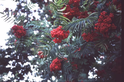 I am very impressed with how Provia 400F renders colours. This is precisely how I remember this scene, plus more, from the emulsion’s and the lens’s “personalities.” Shot on Minolta TC-1.