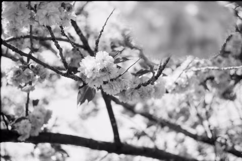 Ilford Ortho Plus 80 with Vitessa A.