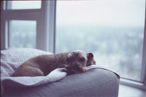 Provia 400F film plays nice with shallow depth of field. Shot on Voigtländer Vitessa L3.