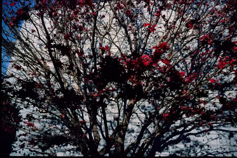 Portra 400 UC (expired) with Rollei 35B.