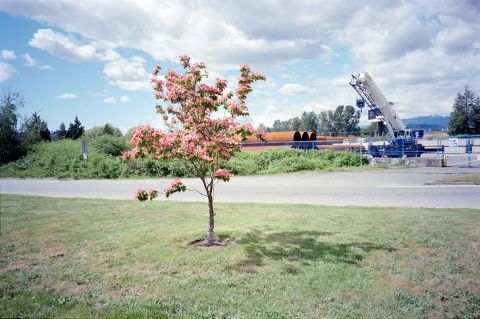 Ektar 100 with Minolta TC-1. Plenty of light in this shot; I had no trouble scanning it and there are no colour corrections applied to this image.