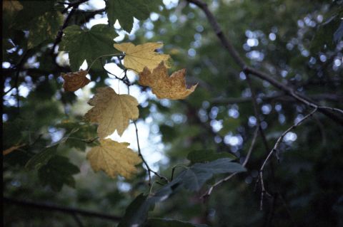 Kodak Ektachrome 200 (Daylight) expired April 1994 with Kyocera T-Proof, developed in E-6.