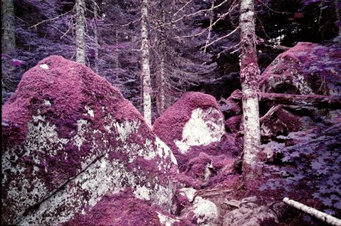 Lomochrome Purple, shot with Minolta TC-1. Unlike Aerochrome, this film will not colour tree trunks, branches, and roots.