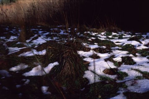 Fujichrome Velvia 50 with Voigtländer Vitessa A. Under-exposed areas show high contrast, fidelity and a complete lack of noise.