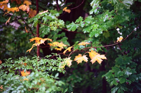 Kodak Ektar 100 with Voighländer Vitessa A.
