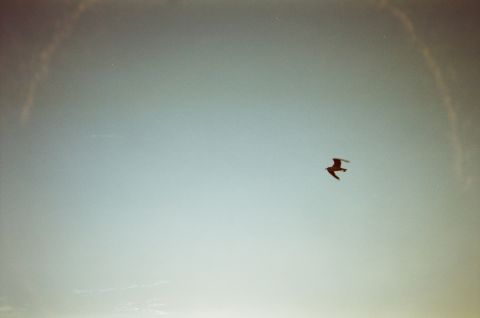 Sunset Gull, Antelope Island.