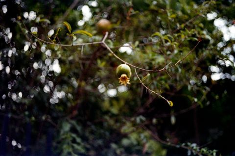 Bokeh with Voigtländer’s Ultron 2.0 lens at its maximum aperture and closest focus distance. Here you can see a strong cat-eye effect and a bit of a soap bubble but overall smooth out-of-focus areas that give this lens’ rendering a “liquid” feel.