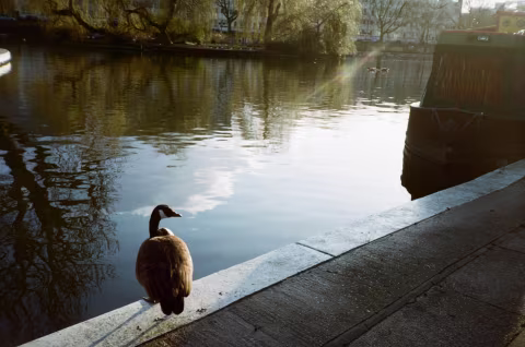 A pensive goose