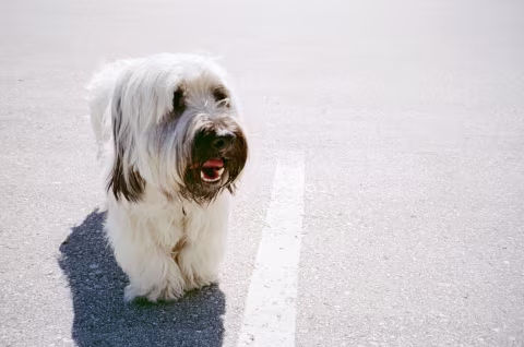 Cinema Shorts 250D with Yashica T2. Processed in C-41.