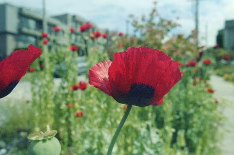 Red poppies on Kodak Gold 100.