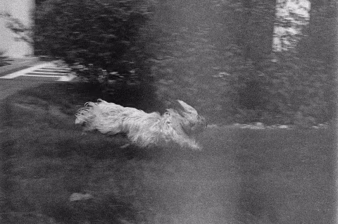 Agent Shadow pushed +4 stops to 6400 in Rodinal.