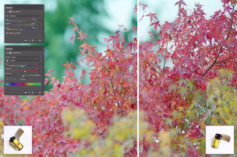 Left: Kodacolor 100 (with Color Balance and Hue/Saturation adjustments). Right: Pro Image 100 (no colour correction). Inverted with film Q.