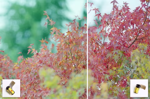 Left: Kodacolor 100. Right: Pro Image 100. Inverted with film Q, no colour correction.