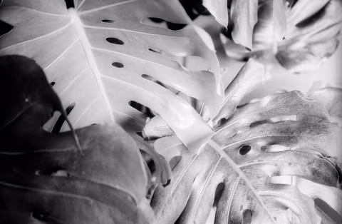 Ricoh GR1s and Cinema Shorts 200 BW (Kentmere Pan 200). Scanned with Nikon SUPER COOLSCAN 5000ED, inverted with film Q.