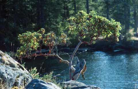 Fujichrome Provia 400 with Minolta X700 and 135mm Rokkor-X f2.8.