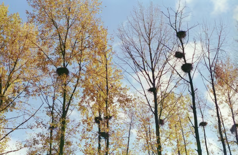 Kodak Kodacolor 100 (with Color Balance and Hue/Saturation adjustments to match Kodak Pro Image 100). I’ll explain the reasoning for these adjustments below.