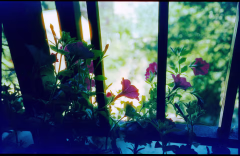 Result B: Phoenix 200 EI 50 + Rodinal 1+50 40℃/104℉ (20 min) + fog + C-41.