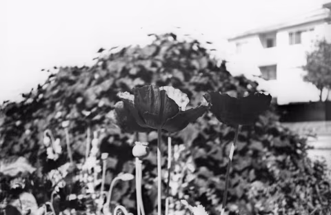 Agfa Ortho 25 with Olympus Mju I.