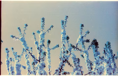 Bluescaled Lomochrome Turquoise metered EI 50.