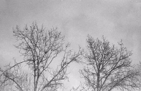 Ilford HP5+ shot at EI 100,000. Microphen 1h 45min (stock) 20℃.