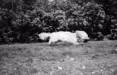 Pentax MX with SMC Pentax-M 40mm 1:2.8 and Cinema Shorts BW 200 (Kentmere) pushed +1.