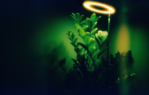 Harman Phoenix 200, developed as a slide in C-41 + Rodinal. The orange glow around the plant light is the halation effect.