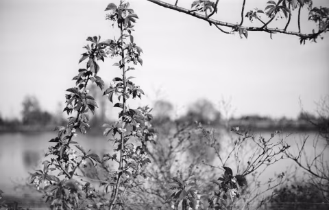Lomography Fantôme Kino 8 with Voigtländer Vitessa A, developed in Rodinal 1+50.