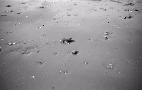 Lomography Fantôme Kino 8 with Voigtländer Vitessa A, developed in Rodinal 1+50.