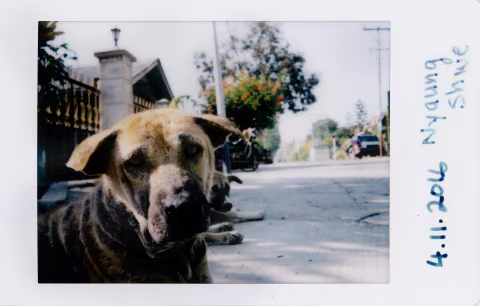 “The Dogs of Nyang Shwe.”
