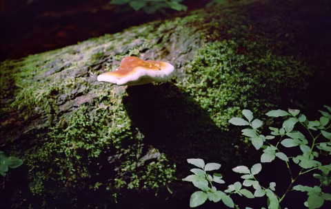 Kodak Vision 3 50D with Voigtländer Vitessa A. Processed in C-41.