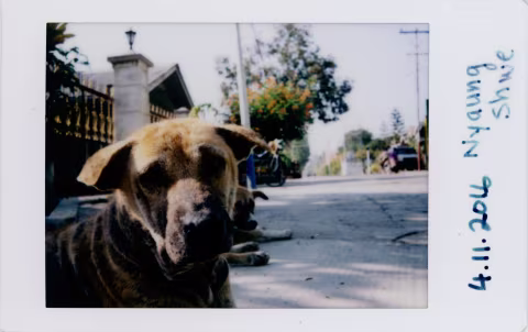 Stray dogs of Nyang Shwe — a small town in Myanmar.