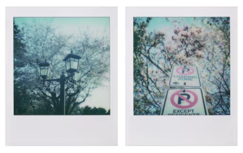I got my Polaroid Go just in time for the cherry and magnolia blossoms.