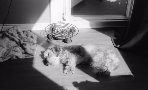 Zeiss Ikon Contaflex Super B with Fujifilm Neopan Acros II in Ilford Micophen 1:1. Negative inverted with film Q.