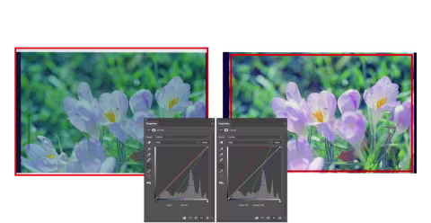Histogram stretching is applied to the entire image with the scan/film frames included (left). Histogram stretching is applied to the cropped area that excludes the film borders on the right. Note how the histogram shapes and the individual channel adjustments (the thin colour lines) are different between the left and right.