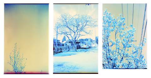 Bluescaled Lomochrome Turquoise metered EI 25-50.