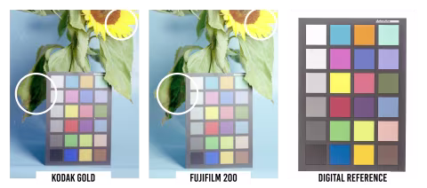Operator error? These images were taken using identical exposure settings under the same light. The circles highlight less shadow detail on the LEFT (Kodak Gold) and less detail in the highlights on the MIDDLE (Fujifilm 200).
