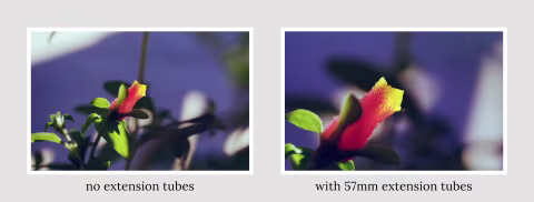 SMC Pentax-M Macro 1:4 100mm on Fujifilm 200.
