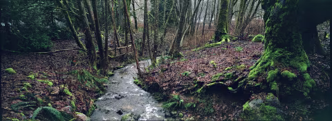 Kodak Portra 800 pushed to EI 3200 (+2 stops). Shot with Hasselblad XPan.