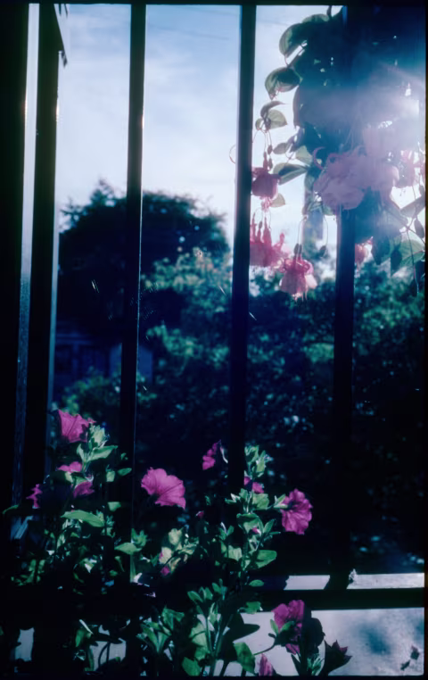 Result A: Phoenix 200 EI 100 + Rodinal 1+6 39℃/102℉ (5.5 min) + fog + C-41.