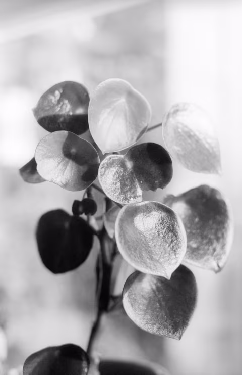 Pentax MX with SMC Pentax-M 1:1.7 50mm and Cinema Shorts BW 200 (Kentmere).