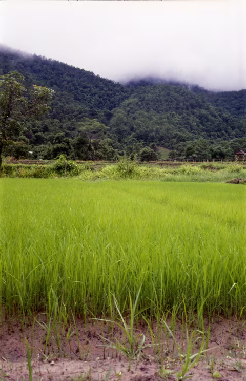 This is the same photograph of a rice field in Pai. I had it re-scanned at Rakuda the next day.