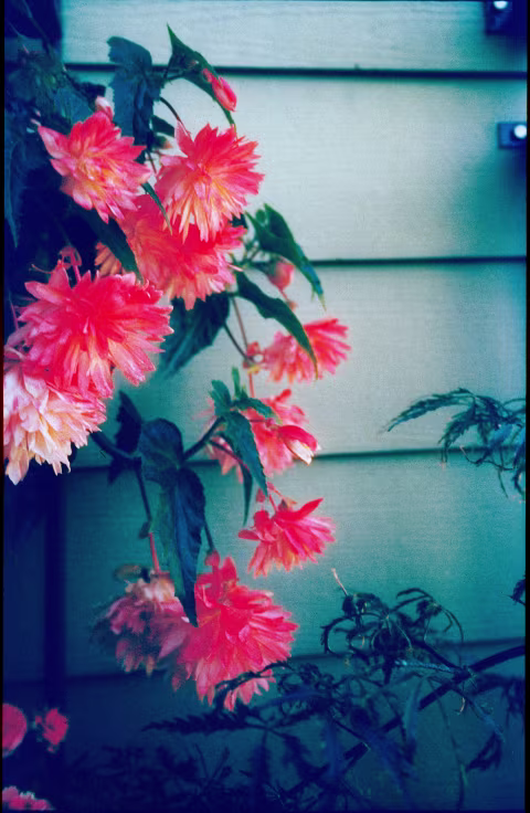 Phoenix 200 (35mm), developed as a slide in C-41 + Rodinal (Result B). Fixed film base fog with film Q, slight colour adjustments in Photoshop.