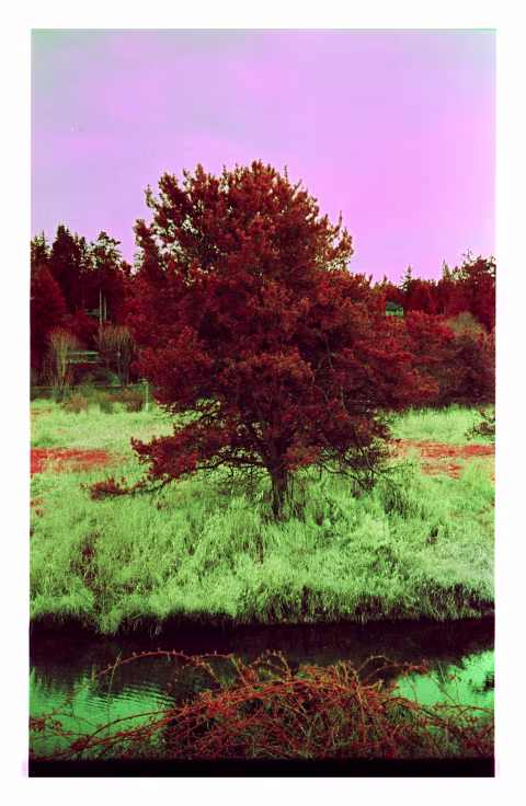 Large image.